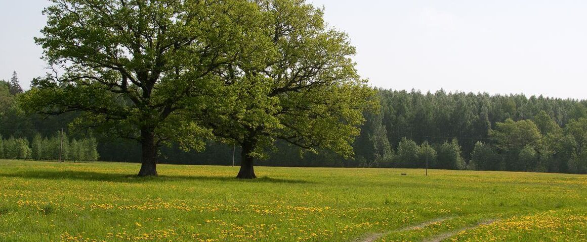 odrolnienie działki