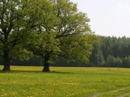 odrolnienie działki